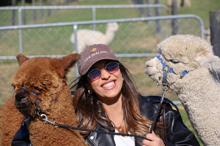From Christchurch: Alpaca Farm Tour with Feeding and Guide