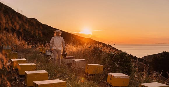 Naxos Olive Oil & Honey Tasting & Farm to Table Breakfast