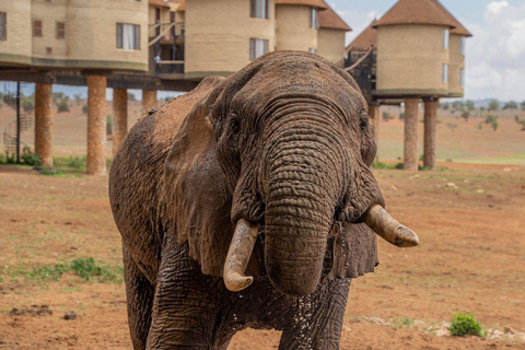 Salt Lick Safari Lodge: tour di 2 giorni da Nairobi o MombasaNairobi o Mombasa: tour di 2 giorni al Salt Lick Safari Lodge