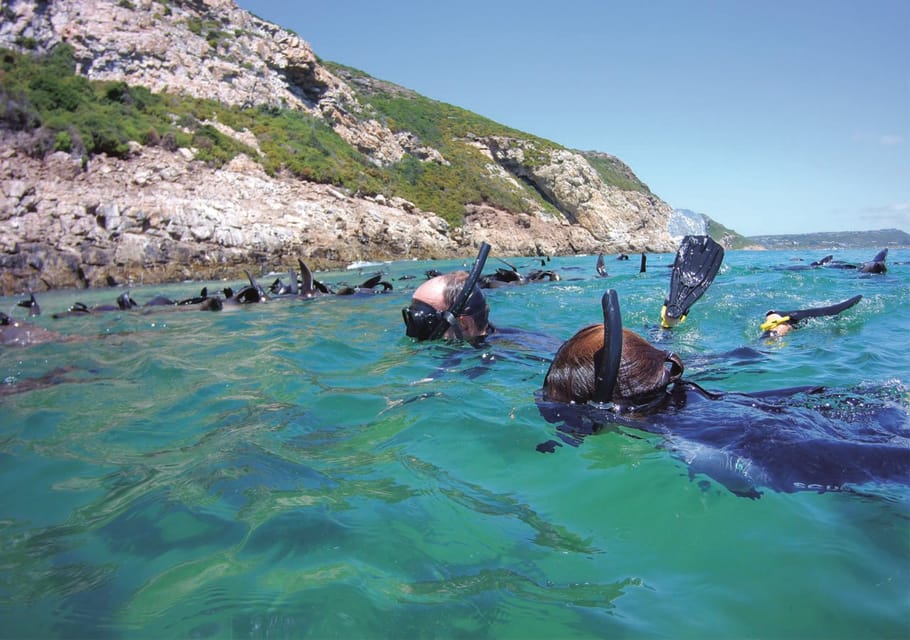 Plettenberg Bay: Swim with the Seals | GetYourGuide