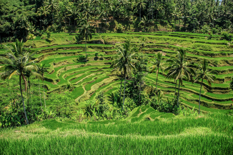Ella: Rice Terrace Walk with Traditional Meal and Beer
