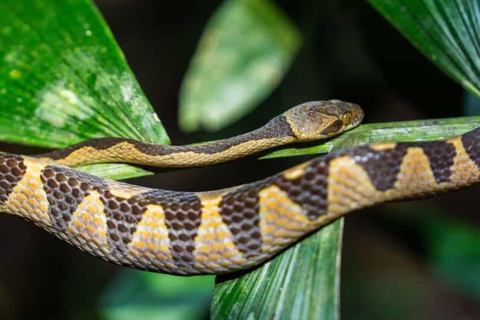 Madre de Dios: Amazon Rainforest Nocturnal Tour