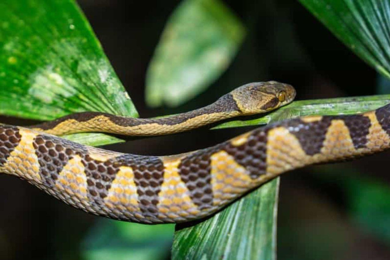 Madre de Dios: Amazon Rainforest Nocturnal Tour