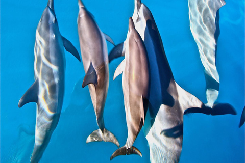 Waimea: Nā Pali Coast Zodiac Raft Sea Caves + Snorkel Nā Pali Coast Zodiac Raft Sea Caves + Snorkel Expedition