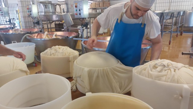 Visit PARMIGIANO DOP DAIRY FARM VISIT AND TASTING NEAR BOLOGNA in Modena