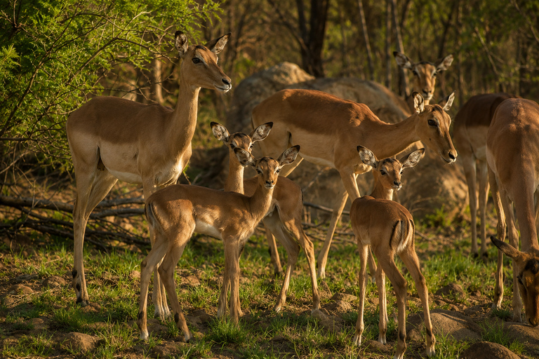 Pilanesberg: 2-Hour Big Five Safari with Hotel pick up