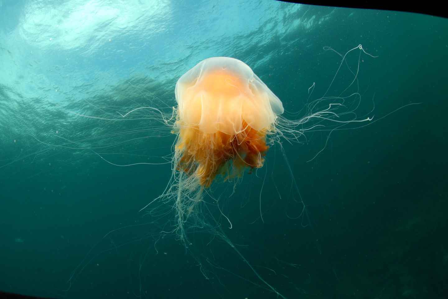 Lofoten: Family Snorkeling Tour