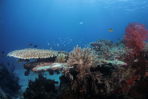 Menjangan Island: Fun Diving Experience