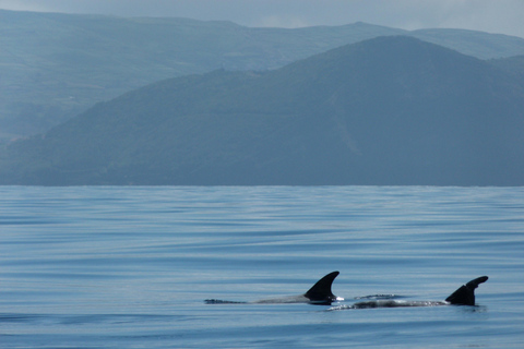 Nadar con delfines en la isla Terceira