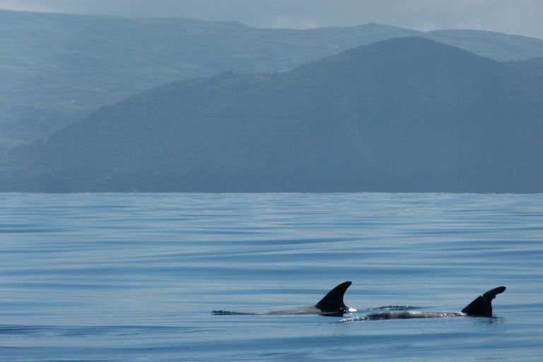 Swimming with Dolphins in Terceira Island