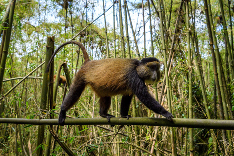 4 Day Primates Trekking in Rwanda