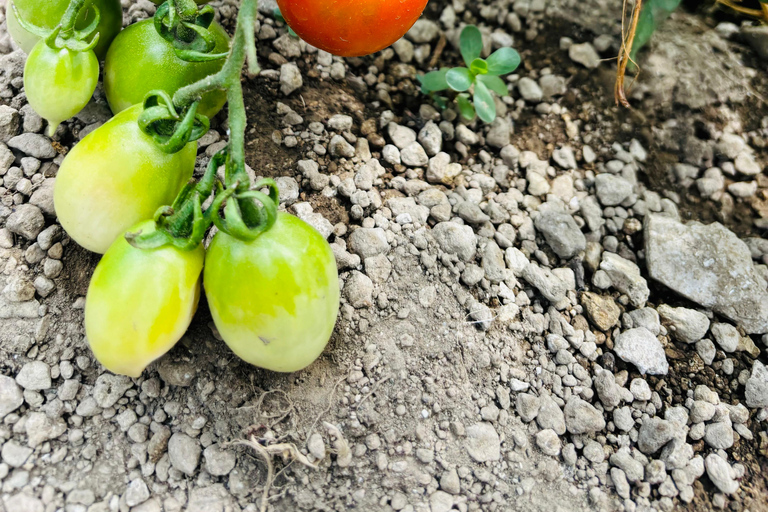 Amalfi Coast: Workshop on mozzarella, pasta and tiramisù