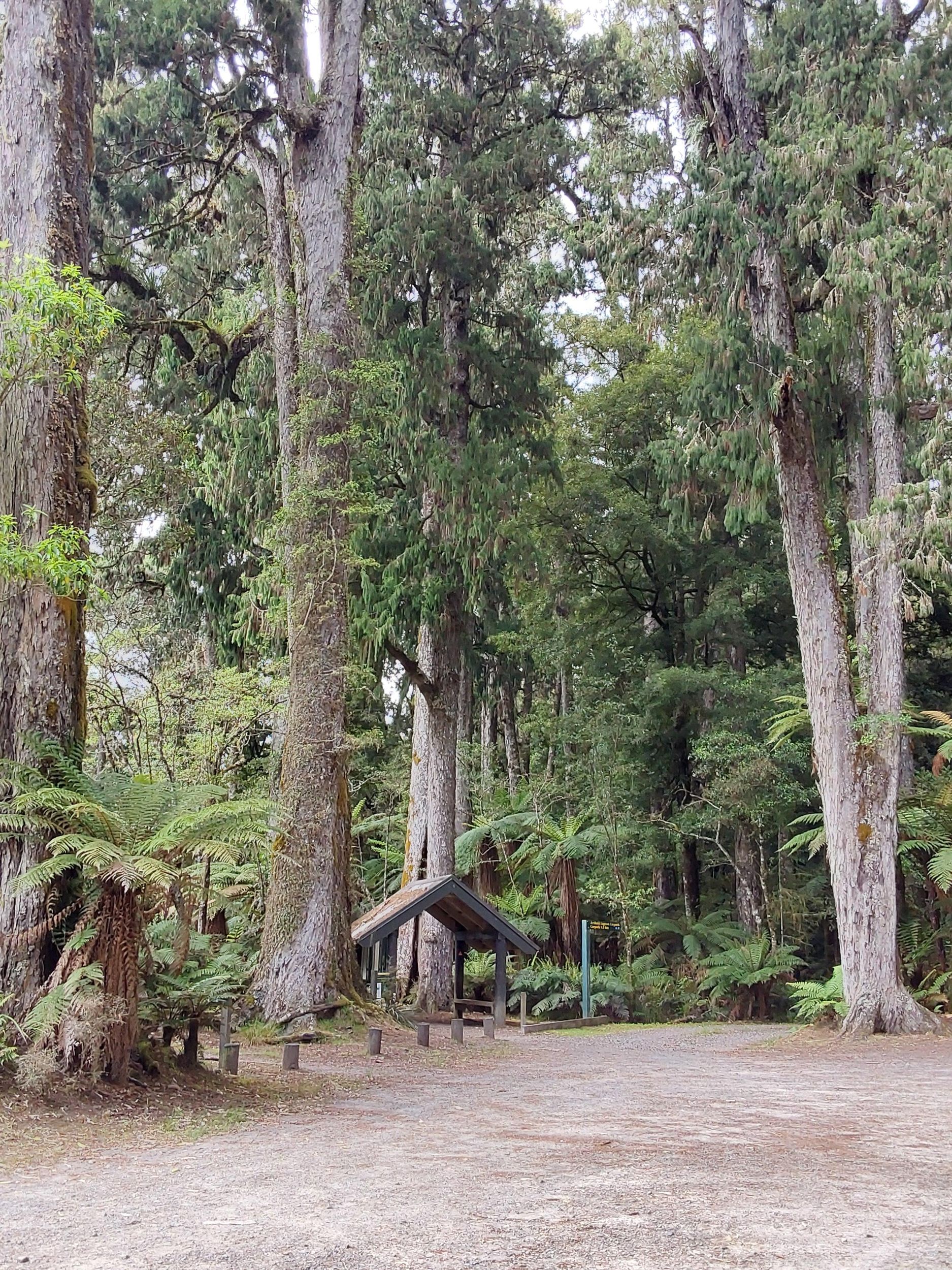Rotorua (:) Whirinaki Forest: Tages- und Nachtwanderung mit uns