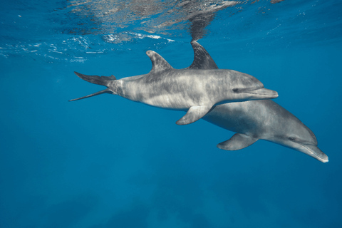 Nungwi:Mnemba Snorkeling,Dolphins, Kayak+Drone & Sunset Dhow Mnemba Snorkeling,Dolphins,Starfish tour&Susnet Dhow