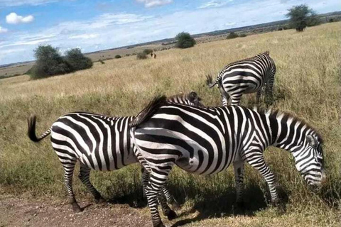 Nairóbi: passeio de carro pelo parque nacional com serviço de busca no hotel