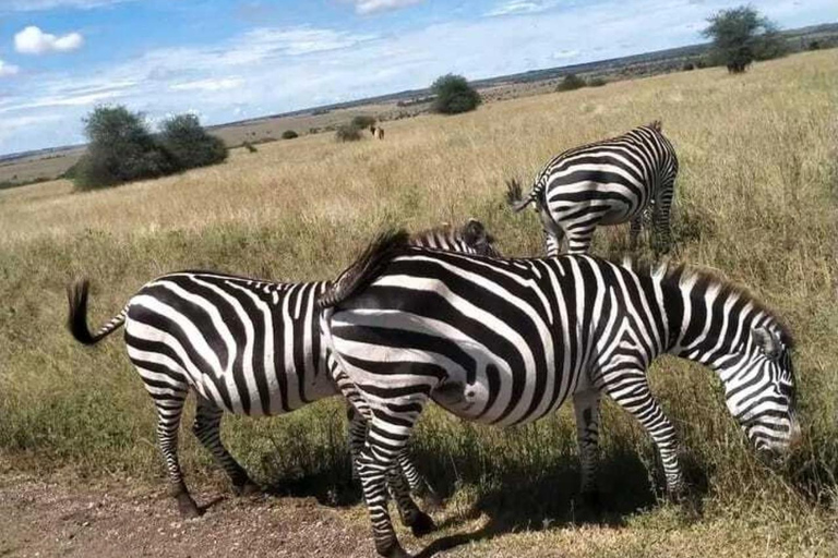 Nairóbi: passeio de carro pelo parque nacional com serviço de busca no hotel