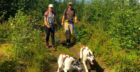 Fairbanks: Husky Hiking Tour