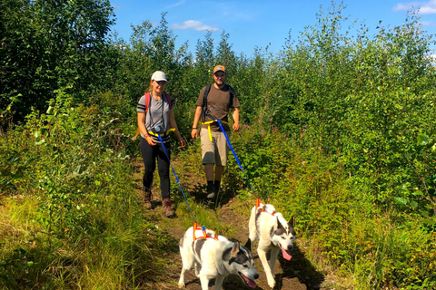 Fairbanks: Husky Hiking TourFairbanks: Husky-wandeltocht