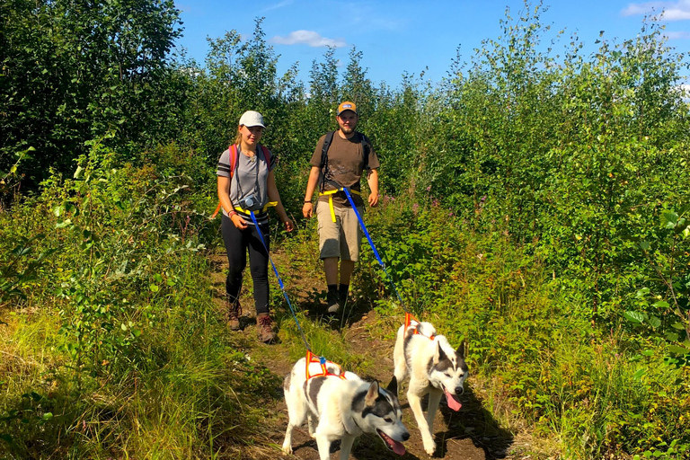 Fairbanks: Husky Hiking TourFairbanks: Husky-wandeltocht