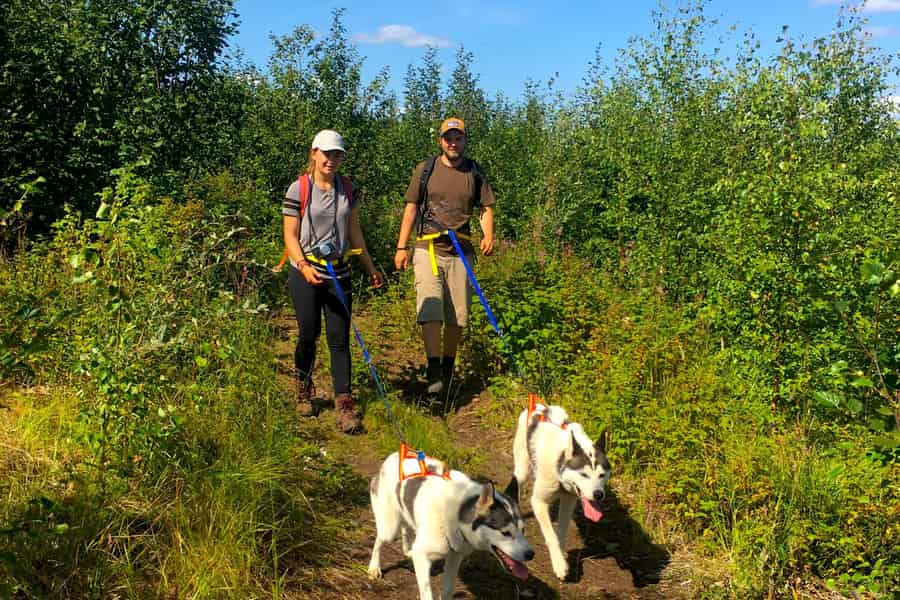 Fairbanks: Husky-Wanderung. Foto: GetYourGuide Fairbanks: Husky-Wanderung. Foto: GetYourGuide