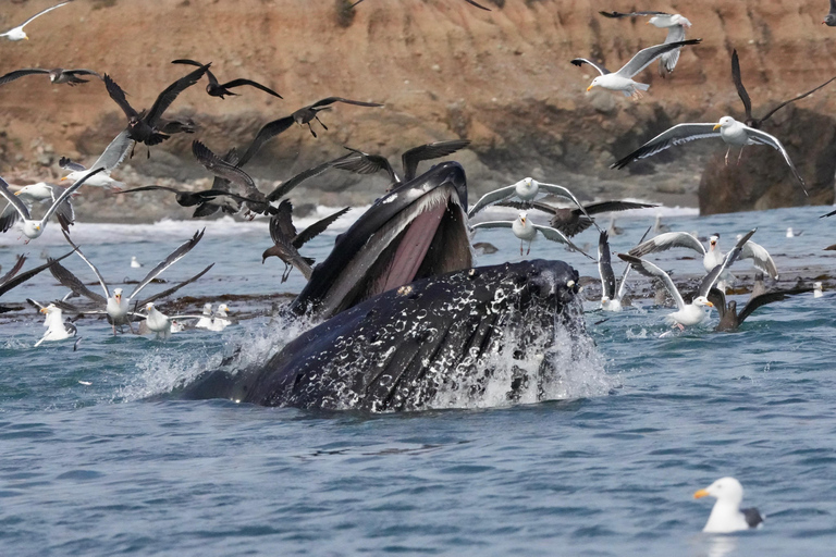 Morro Bay: Whale Watching with Lost Isle Adventures