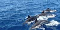 Mirissa, Marine Marvels Expedition Whale & Dolphin Encounter - Hizvo