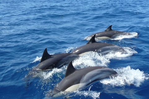 "Expedición Maravillas Marinas: Encuentro con ballenas y delfines"