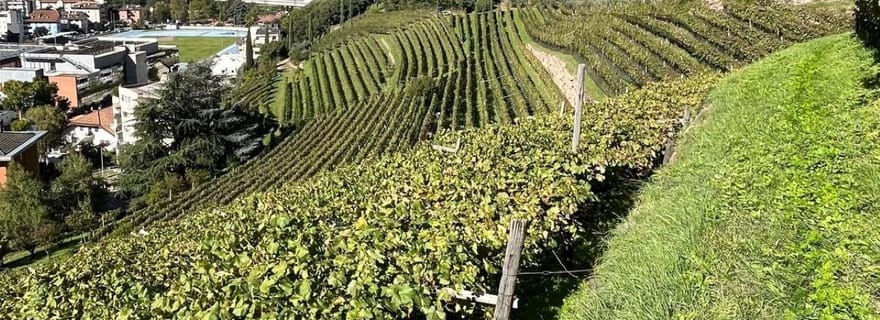 Scopri Bolzano: storia e natura con degustazione di vini al Thurnhof