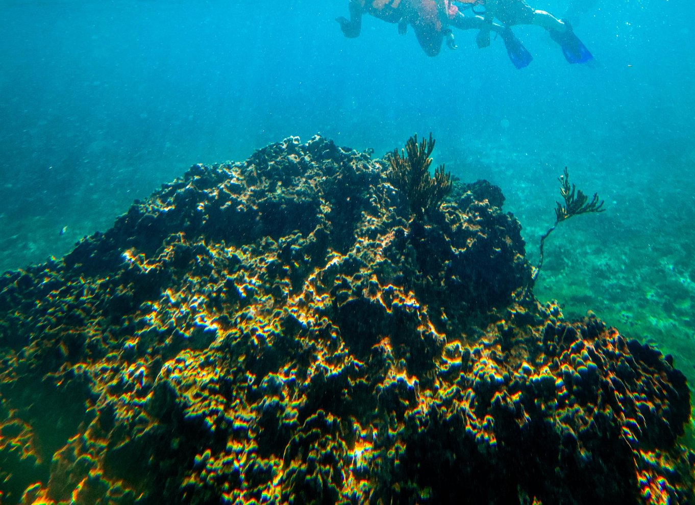 Tulum: Snorkling med skildpadder, koralrev og mayaruiner