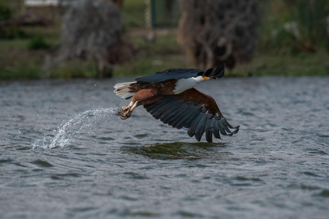 Birdwatching Safari - Chobe River (with Expert Guide)