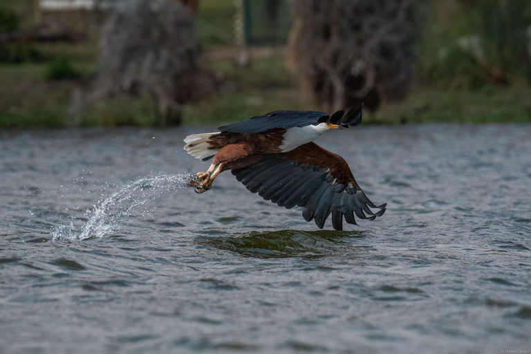 Birdwatching Safari - Chobe River (with Expert Guide)