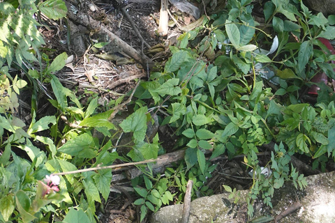 São Paulo: Pico Jaraguá – Spaziergang durch den RegenwaldSão Paulo: Wanderung durch den Regenwald am Pico Jaraguá