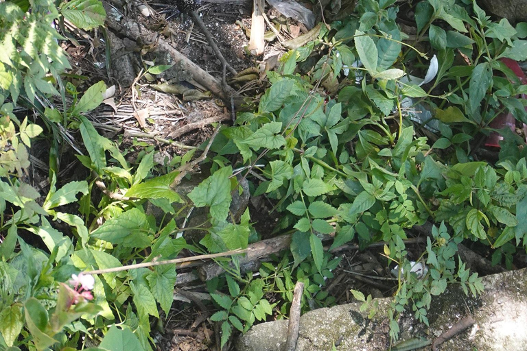 São Paulo: Pico Jaraguá – Spaziergang durch den RegenwaldSão Paulo: Wanderung durch den Regenwald am Pico Jaraguá