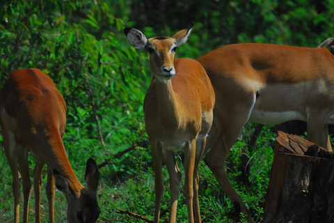 Nairobi: tour guiado a pie por el bosque de Karura