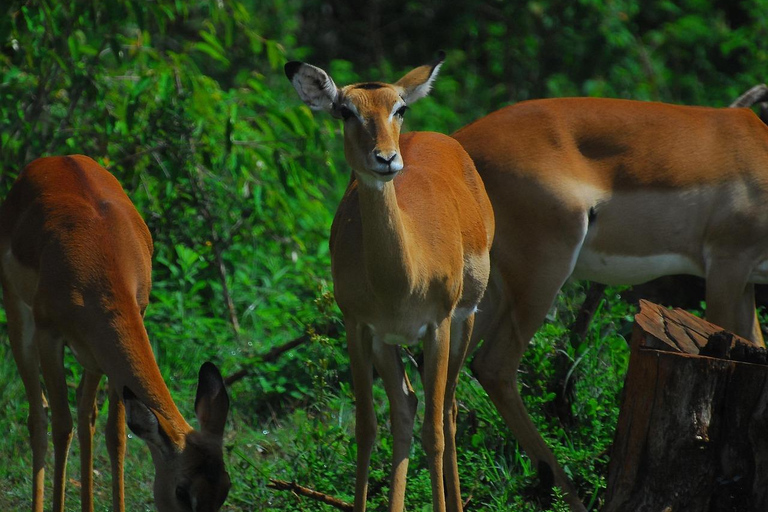 Nairobi: tour guiado a pie por el bosque de Karura