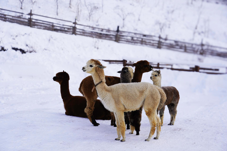 Alpaca World &amp; Rail Bike &amp; Chuncheon Ice Valley WaterfallAbfahrt von Dongdaemun History &amp; Culture Park Staion Ausfahrt 11