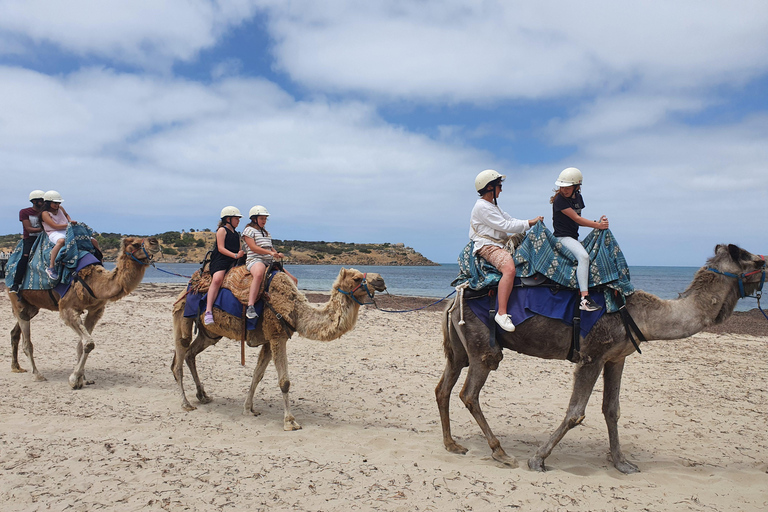 Adelaide: McLaren Vale, Port Elliot & Victor Harbor Tour