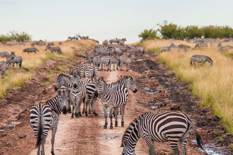 Nairobi: 3-Day epic trip to Maasai Mara Reserve with meals 3 days, 2 nights private safari to Mara in a tourist VAN