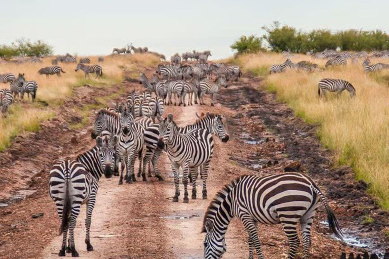 Nairobi: 3-Day epic trip to Maasai Mara Reserve with meals 3 days, 2 nights private safari to Mara in a tourist VAN