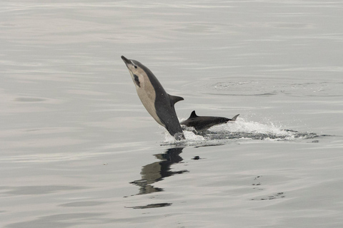 San Diego: Delphin- und Whale-Watching-Bootsfahrt bei Sonnenuntergang