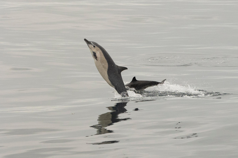 San Diego: Delfin- och valskådningskryssning i solnedgången