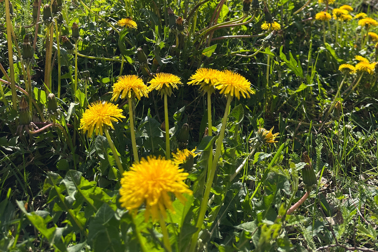 From Shkoder: Albania Alps Tour Shala River-Valbona-Theth