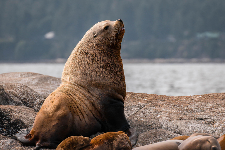 Nanaimo: Whale Watching Semi-Covered Boat Tour