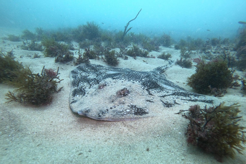 Lagos: 2 Tauchgänge an den lokalen Riffen (NUR FÜR CERTEFID-TAUCHER)