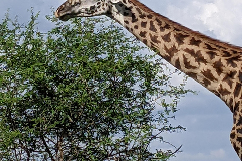 Arusha: excursión de un día al Santuario de Vida Silvestre Serval con almuerzoArusha: excursión de un día al Santuario de Vida Silvestre Serval con almuerzo incluido