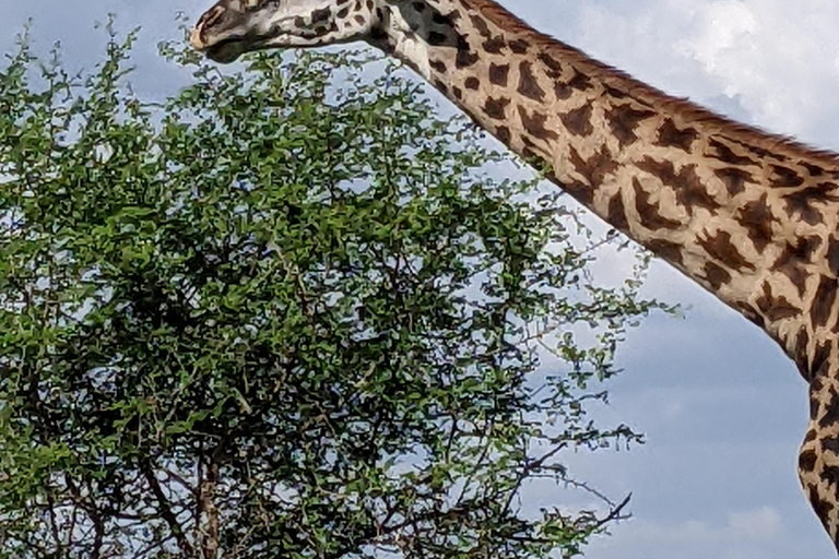 Arusha: excursión de un día al Santuario de Vida Silvestre Serval con almuerzoArusha: excursión de un día al Santuario de Vida Silvestre Serval con almuerzo incluido