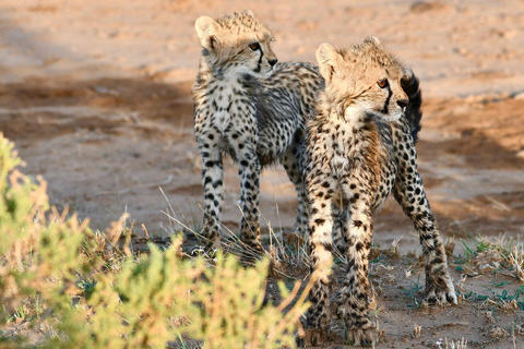 5 Days Highlights of Kenya Exclusive Safari