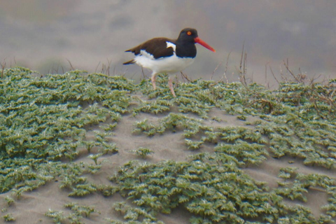 Observation des oiseaux Zone humide de Mantagua &amp; Pingouins Île de Cachagua STGO