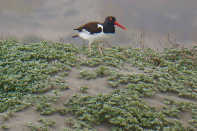 Obserwacja ptaków Mantagua Wetland&amp;Penguins Wyspa Cachagua STGO