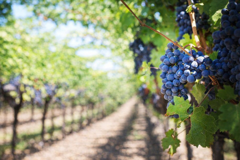 San Diego: Chauffeured Winery Tour with Full Meal
